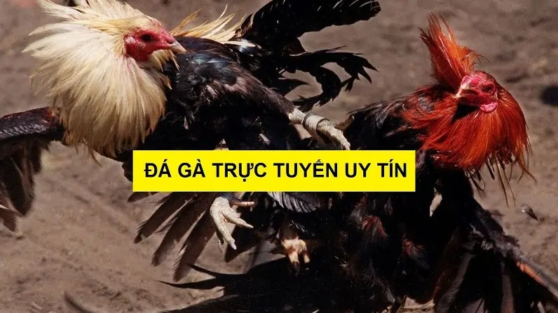 trận đá gà có bình luận